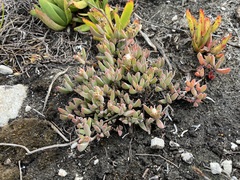 Delosperma guthriei