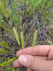 Hordeum intercedens
