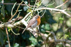 Erithacus rubecula