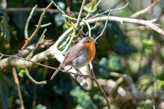 Erithacus rubecula