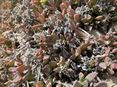 Delosperma guthriei