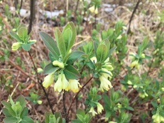 Lonicera villosa