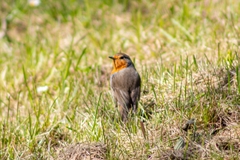 Erithacus rubecula