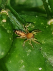 Cosmophasis lami