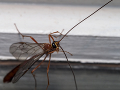 Dicamptus fuscicornis