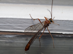 Dicamptus fuscicornis