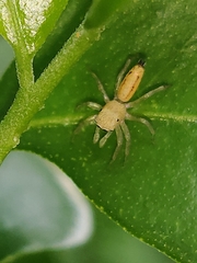 Cosmophasis lami