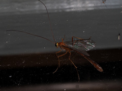 Dicamptus fuscicornis