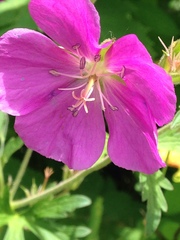Geranium oreganum