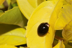 Cheilomenes propinqua