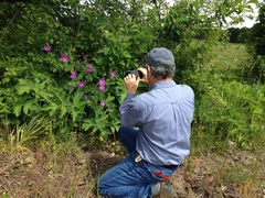 Geranium oreganum