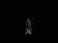 Aproaerema simplexella