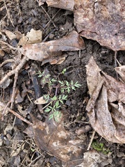 Erigenia bulbosa