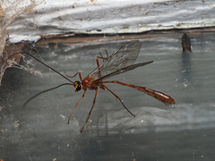 Dicamptus fuscicornis