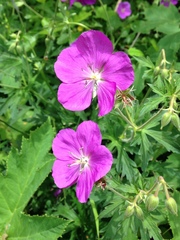 Geranium oreganum