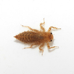 Cordulegastridae