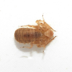 Cordulegastridae