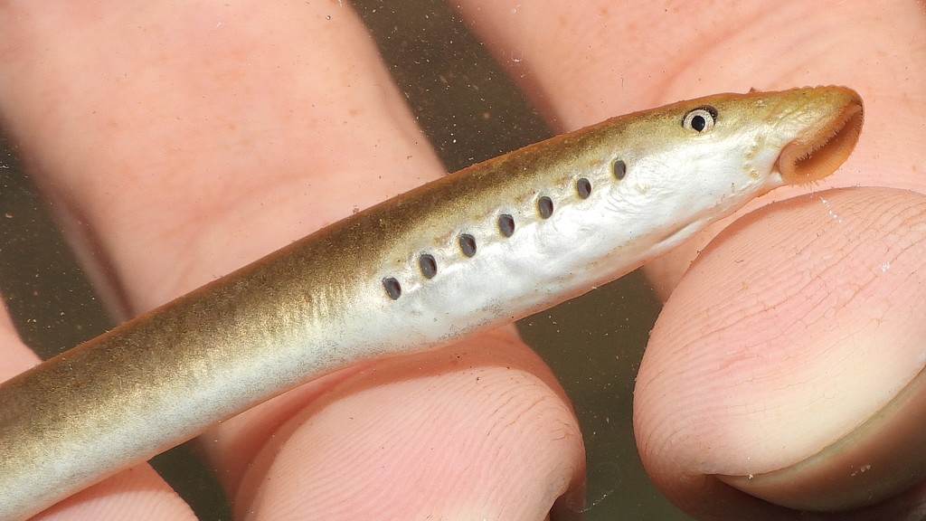 Least Brook Lamprey