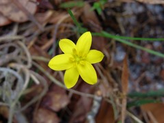 Hypoxis juncea