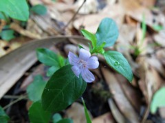 Dyschoriste oblongifolia