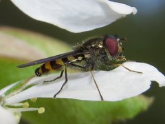Parasyrphus