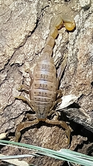 Hottentotta eminii