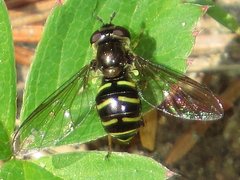 Dasysyrphus laticaudus