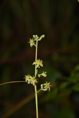 Hannoa chlorantha