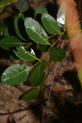 Hannoa chlorantha