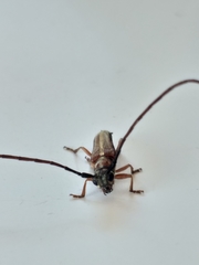 Phytoecia larvata