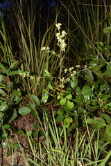 Hannoa chlorantha