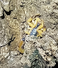 Uroplectes fischeri