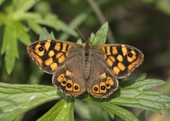 Pararge aegeria