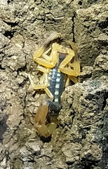 Uroplectes fischeri