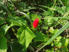 Malvaviscus arboreus