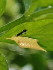 Hymenoptera