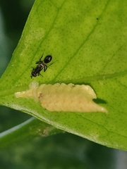 Hymenoptera