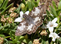 Chiomara