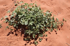 Cucumis prophetarum