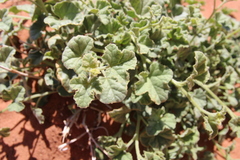 Cucumis prophetarum