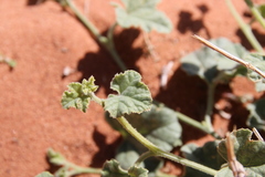 Cucumis prophetarum