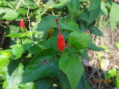 Malvaviscus arboreus