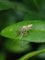 Cosmophasis lami