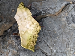 Strongylocentrotus purpuratus