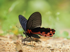 Papilio alcmenor