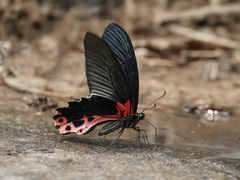 Papilio alcmenor