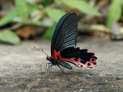 Papilio alcmenor
