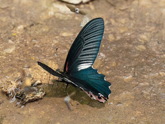 Papilio alcmenor