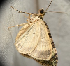Hammaptera parinotata