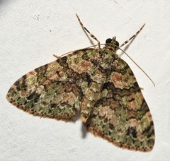 Hammaptera parinotata